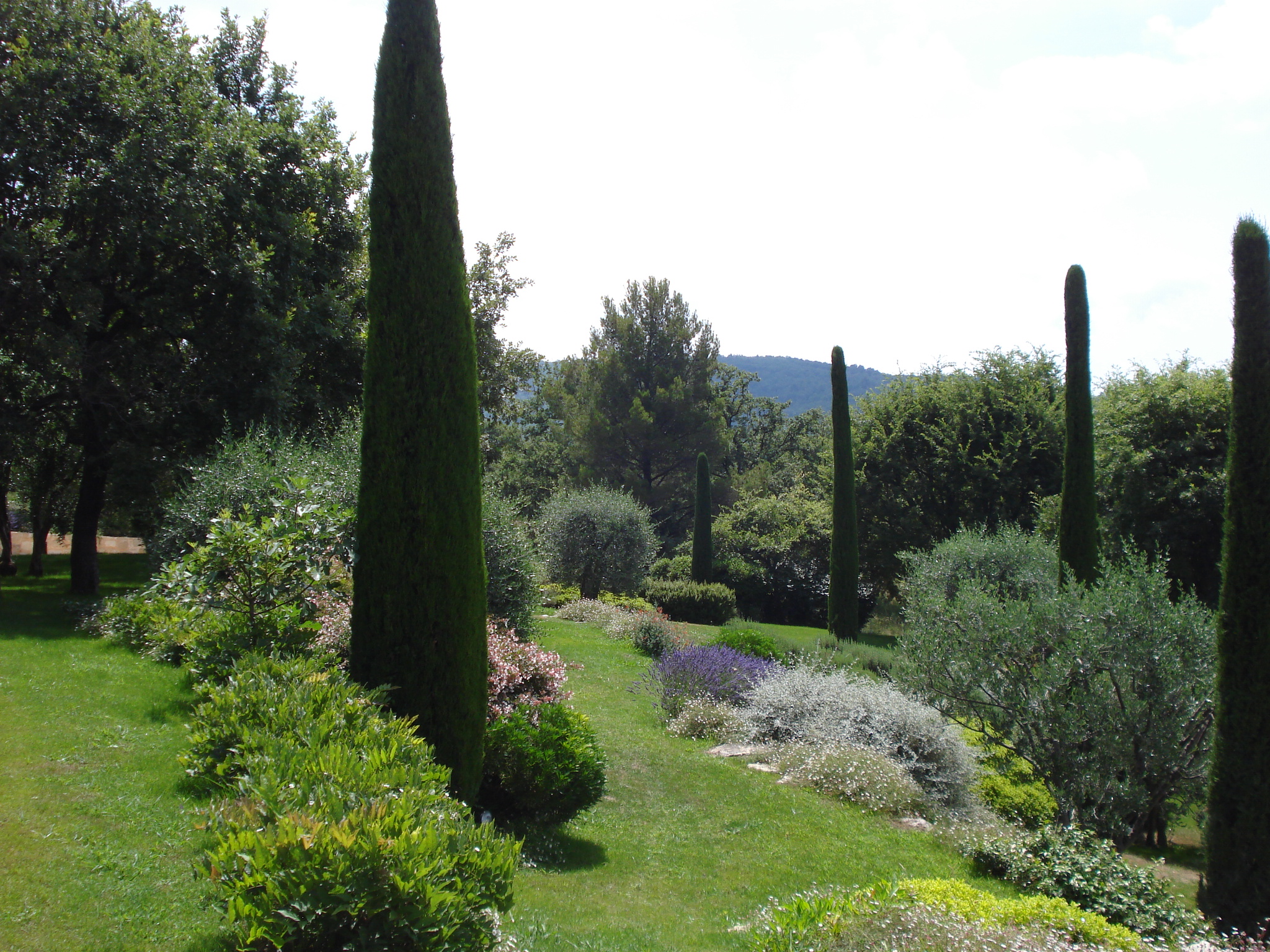 TEUCRIUM (1)